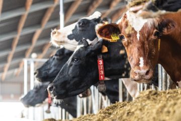 Las ganaderías españolas de vacuno de leche sólo emiten 1 kg de CO2 por cada litro de leche producida